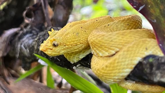 La Fortuna: tour notturno del Wellness Park con biglietto d'ingresso