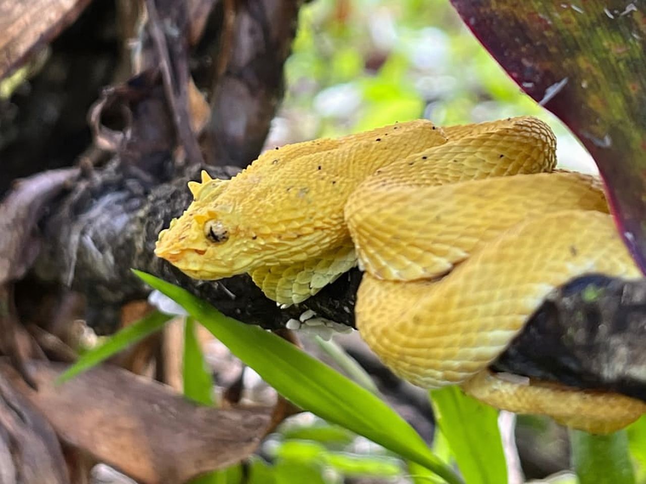 La Fortuna: Wellness Park Night Tour with Entry Ticket