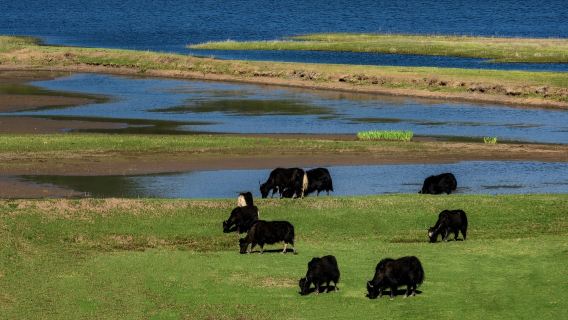 Lijiang "Highland Party": Conquer Snowy Mountains, Lounge on Grasslands, and Explore Ancient Town Inns