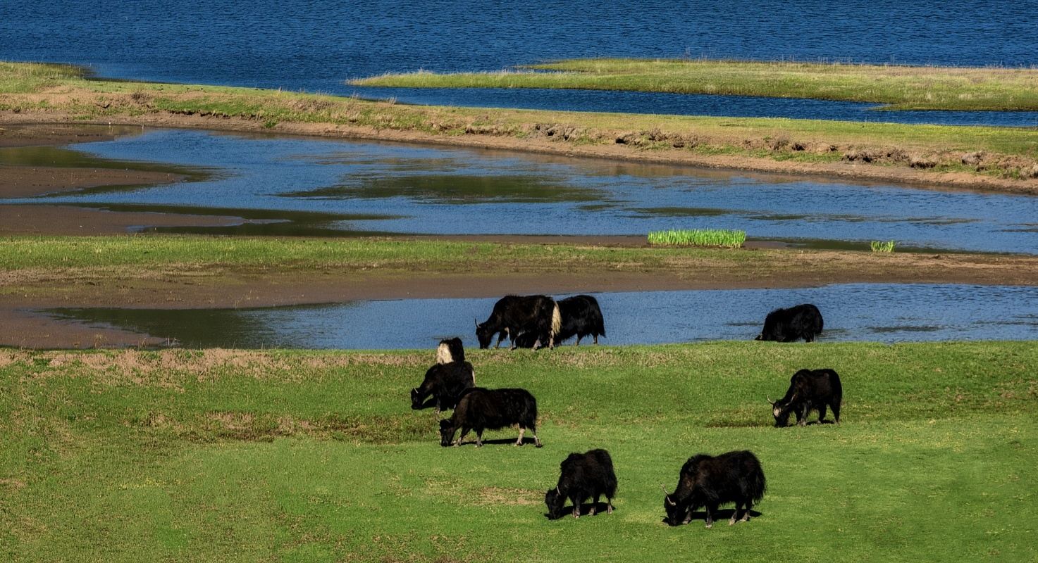 "Festa sugli Altopiani di Lijiang": conquistare le montagne innevate, rilassarsi nelle praterie ed esplorare gli antichi borghi
