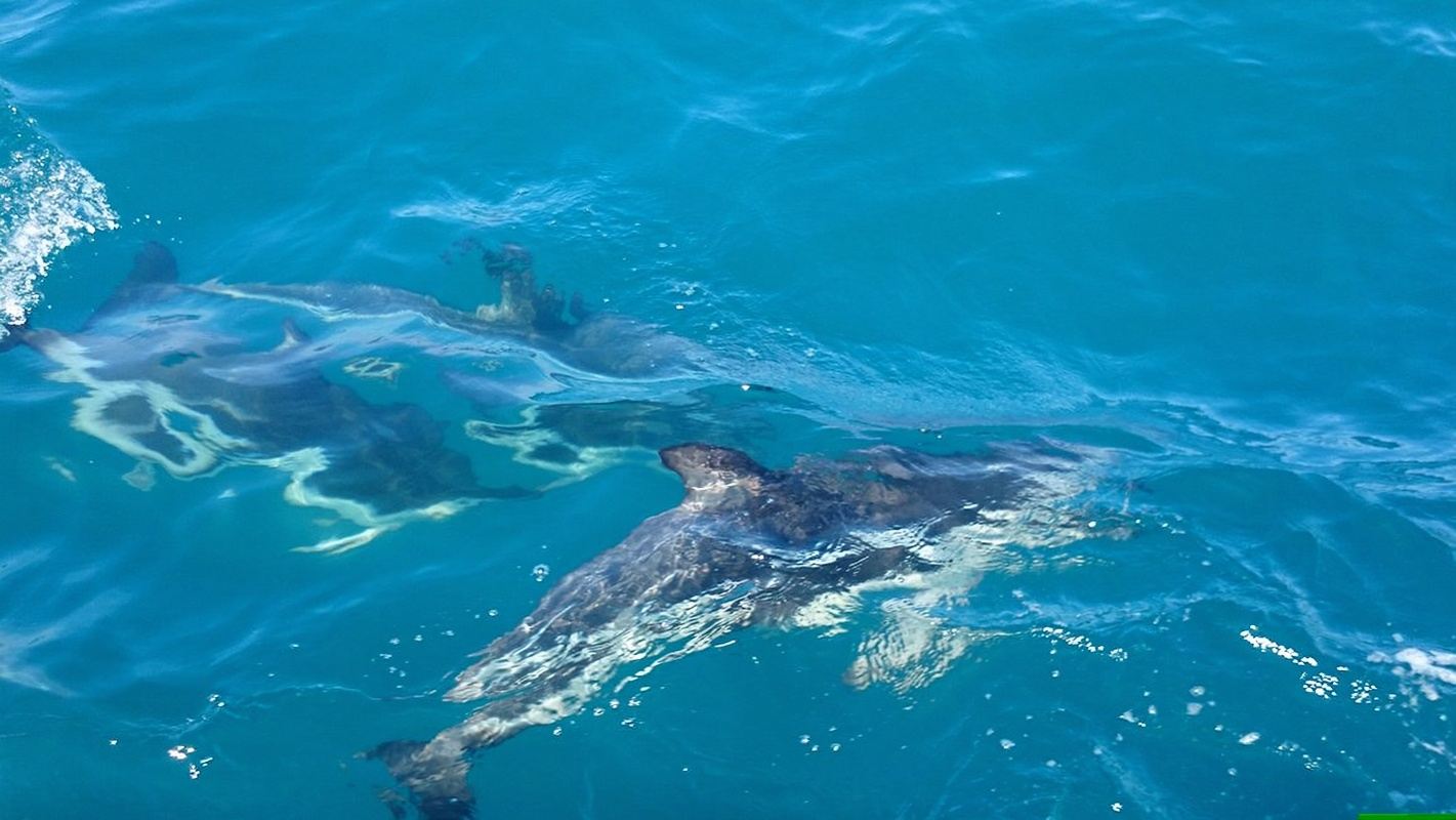 Kaikoura Whale Watching Tour (Round-trip from Christchurch)