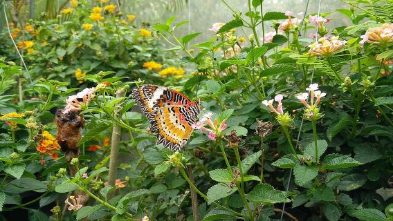 Chiang Dao Cave & 5 Hill Tribe villages