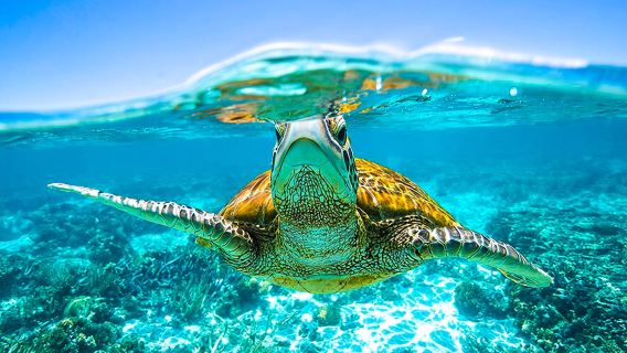 Đã bao gồm phí vào đảo! Chuyến đi trong ngày đến quần đảo Similan, Phuket: Có thể đi du thuyền/tàu cao tốc, lặn ống thở, bao gồm bữa ăn.