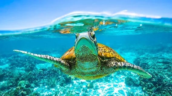 Similan Islands Tour from Phuket with Island Fees Included