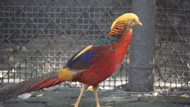 秦嶺四寶科學公園+煙火巷子一日遊【 休閒遛娃兩不誤 】