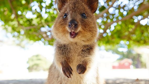 Discover Rottnest with Ferry & Bus Tour