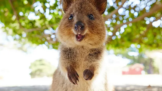 Discover Rottnest with Ferry & Bus Tour