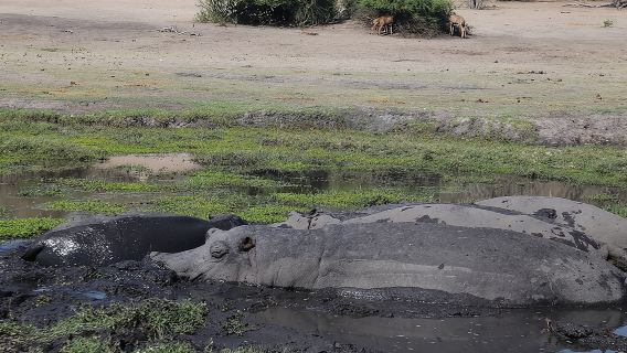 From Victoria Falls: Chobe National Park Small Group Tour