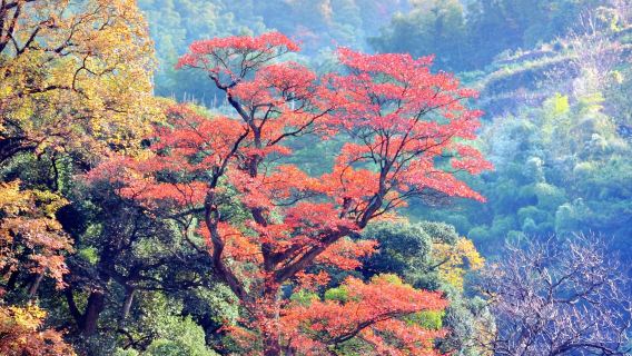 Jingdezhen private guided one-day tour Yaoli Ancient Town Wanghu Ecological Tourist Area Raonan Ceramics Theme Park
