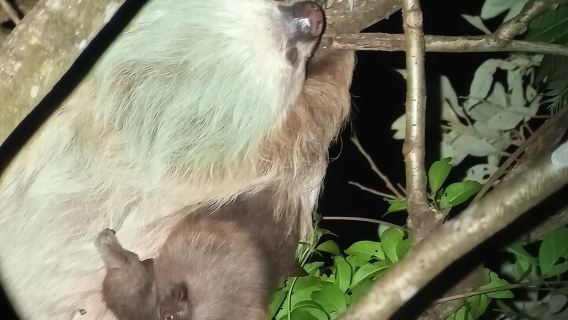 Tropical Forest night tour small group.