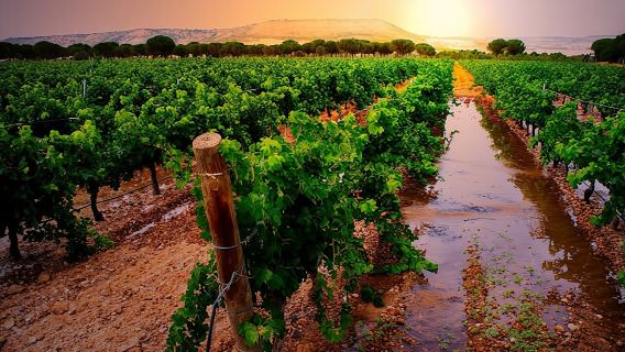 Ribera del Duero wine tour and tasting from Madrid