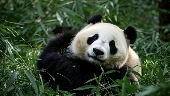 1-Day Chengdu Panda Base and Leshan Giant Buddha Small Group Tour