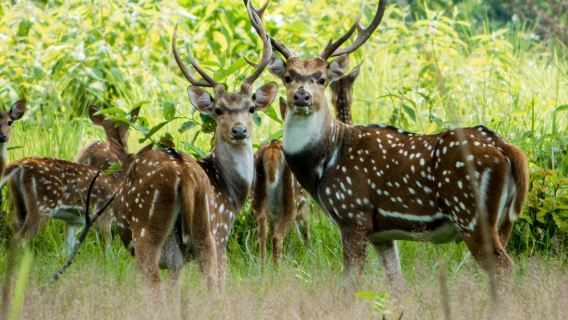 1 Night 2 Day Chitwan Safari Tour