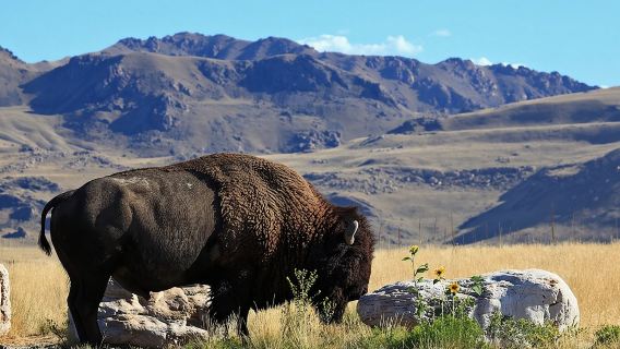Lawatan Harian Great Salt Lake dan Antelope Island