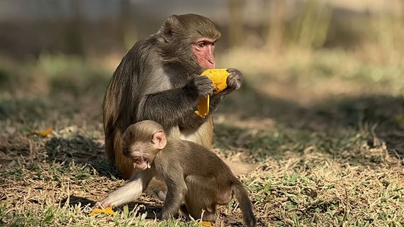 【黎苗文化體驗】保亭檳榔谷+南灣猴島精品一日遊