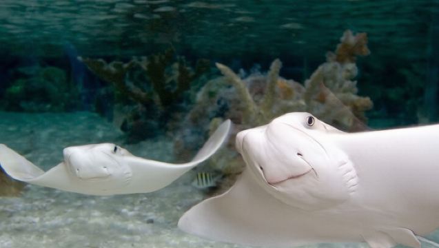 Sea Life Charlotte Concord Aquarium Admission Ticket