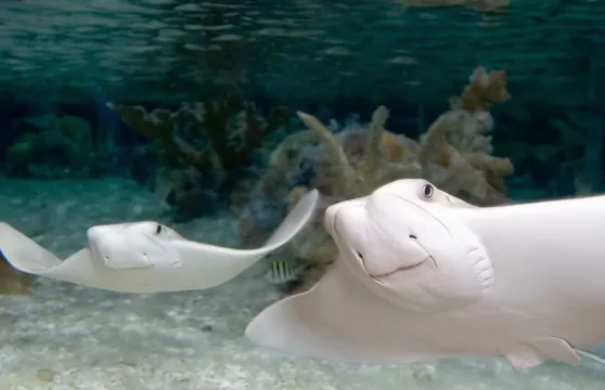 夏洛特康科德海洋生物水族館門票