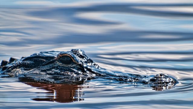 Entrada a los Everglades con paseo en aerodeslizador y espectáculo de vida salvaje
