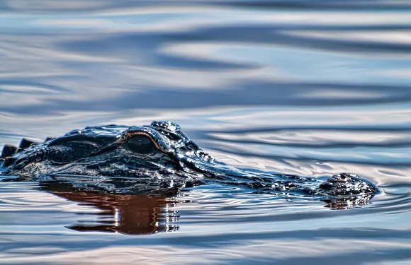 大沼澤地門票連氣墊船遊覽及野生動物表演