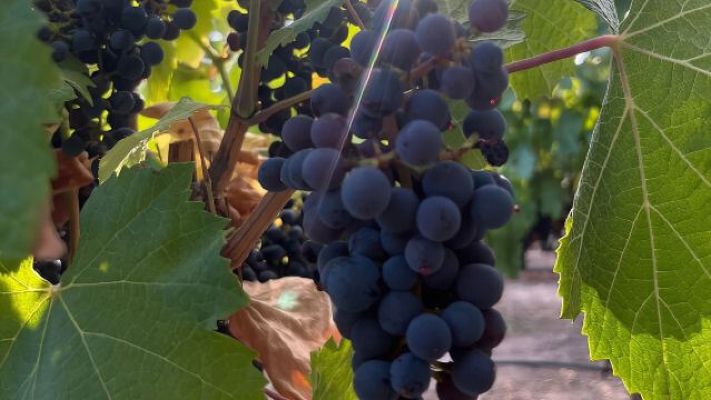 Lawatan Kilang Anggur Setengah Hari