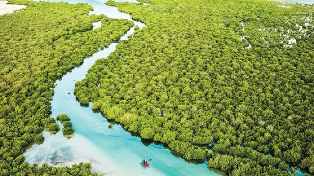 North Qatar Tour | Zubara Fort | Purple Island | Mangros Colony