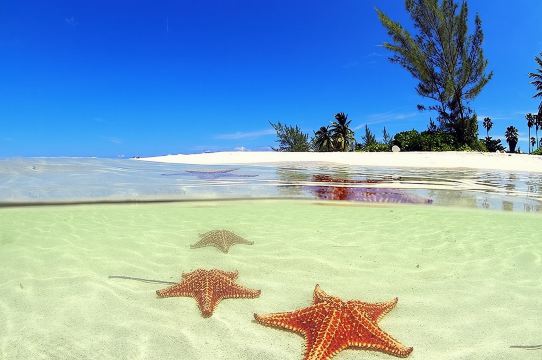 Stingray City 與海星體驗加珊瑚礁浮潛之旅