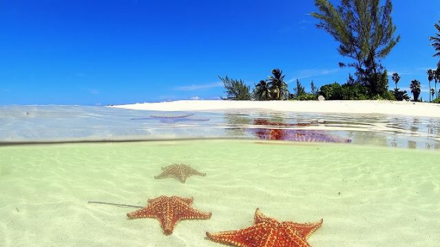 สติงเรย์ซิตี้และประสบการณ์ปลาดาว พร้อมดำน้ำดูปะการัง