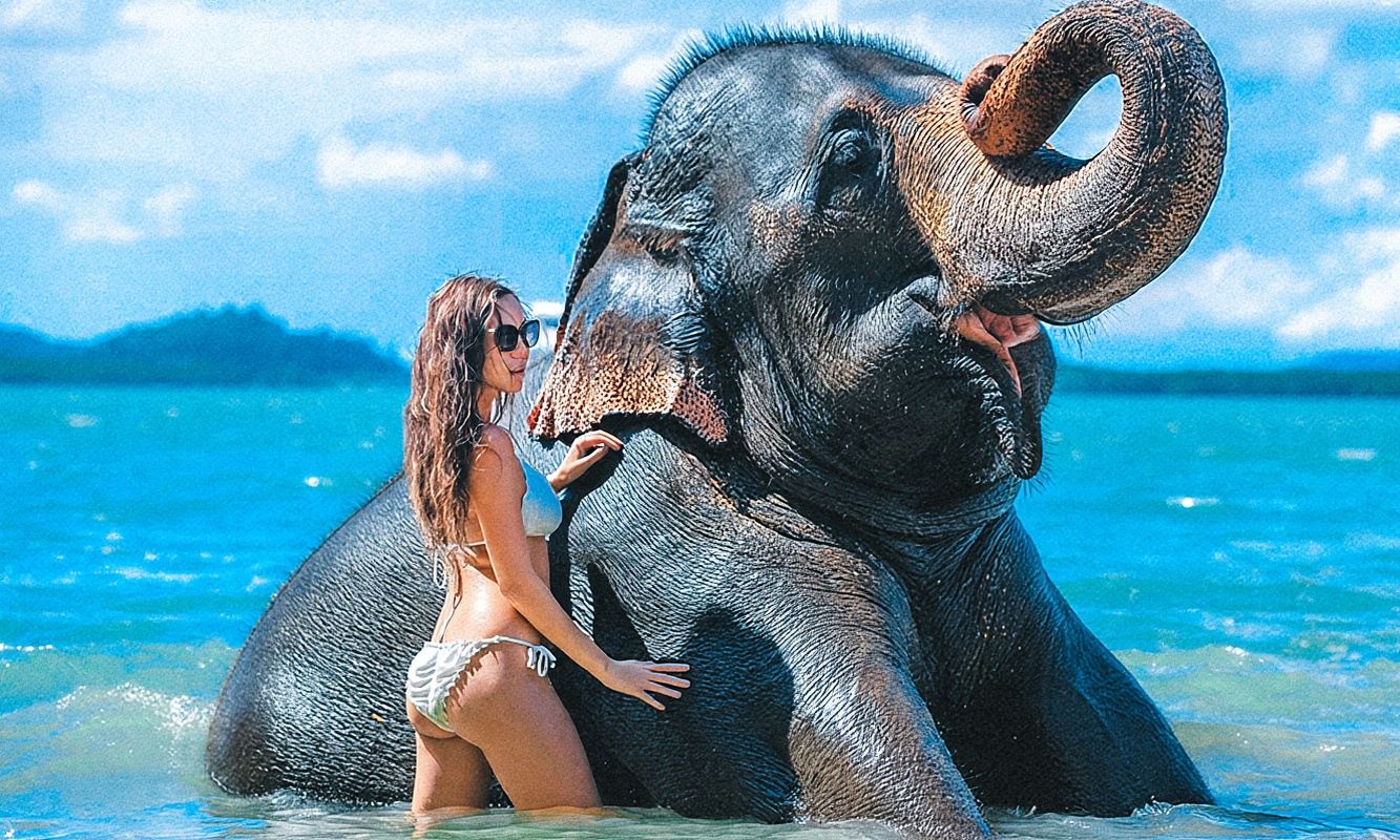 Excursión de medio día al Campamento de Elefantes Lily en Phuket con comida - Heineken Sea View Garden