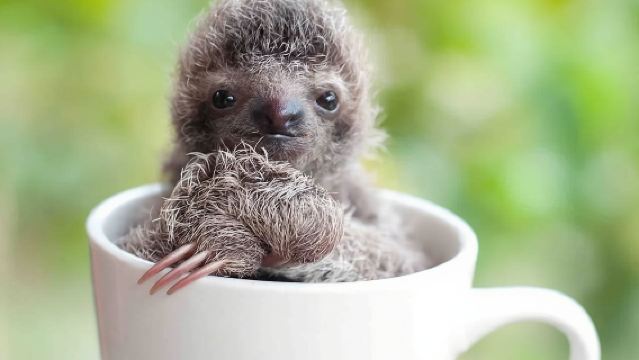 Tour del Santuario della Fauna Selvatica e dei Bradipi di Gamboa con Trasferimento