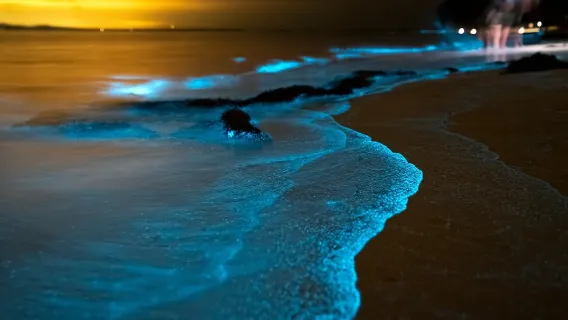 Featured tour with 18 reviews: Phuket: Phang Nga Bay Bioluminescent Plankton and Sea Canoes tour