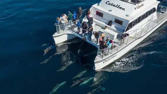 Luxury Whale Watching: Fewer People, Extra Speed, Expert Staff