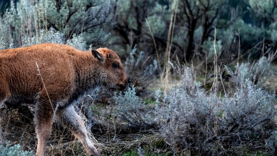 Parc national de Yellowstone : excursion photographique animalière d'une journée