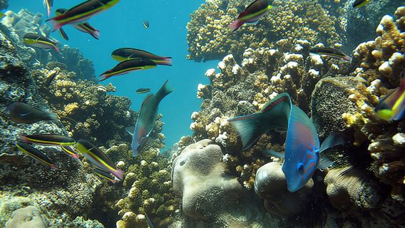 Tour guiado de snorkel de medio día en Los Cabos