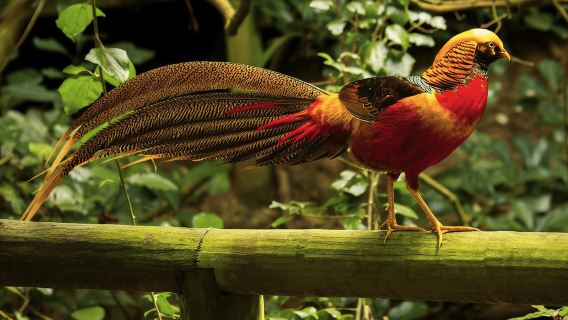 Monkeyland, Birds of Eden, Jukani - Animal Sanctuaries