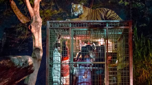 Bali Night Safari Adventure - Unique Wildlife Experience