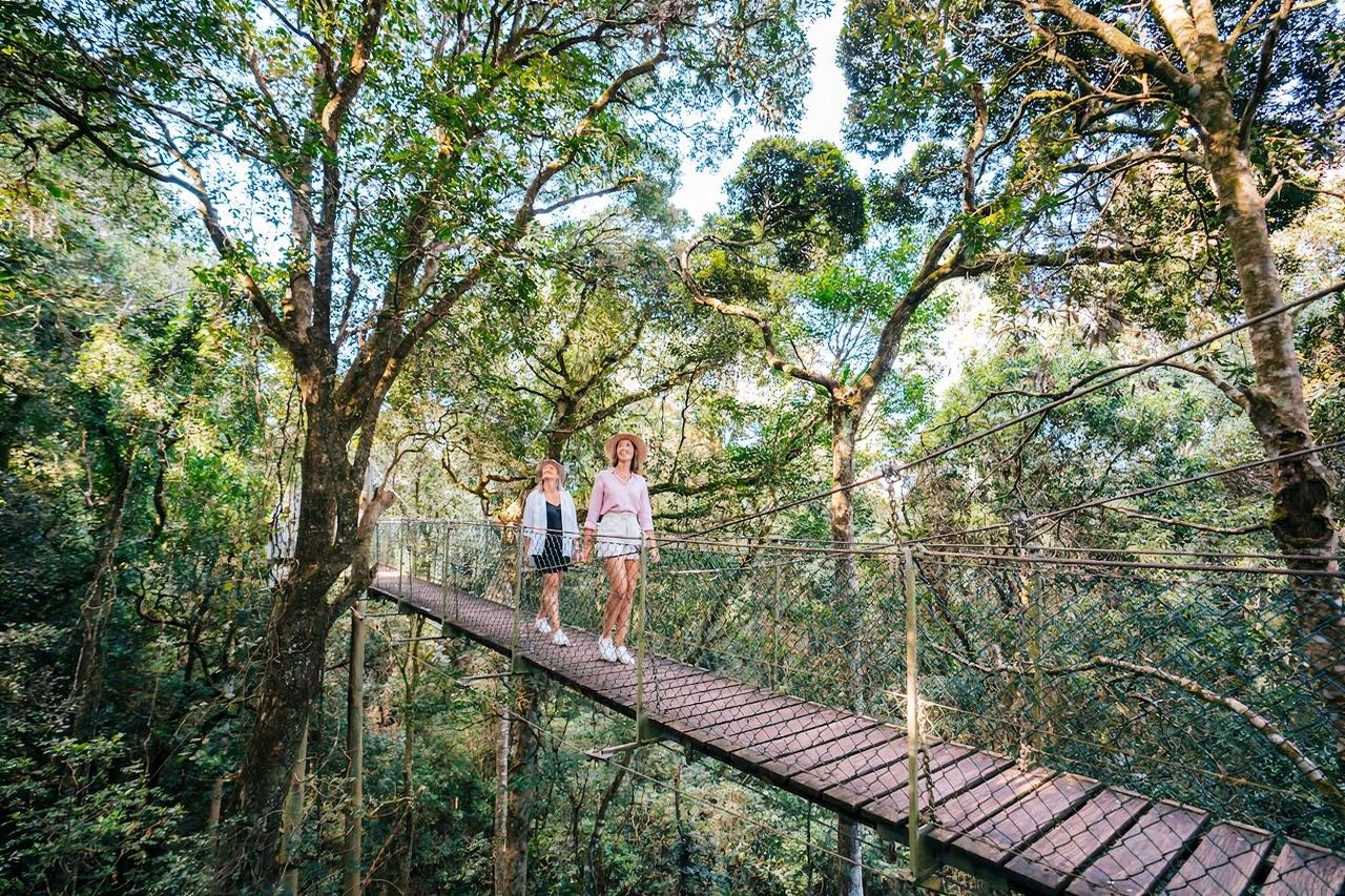 Lamington National Park & O'Reilly's Vineyard Tour