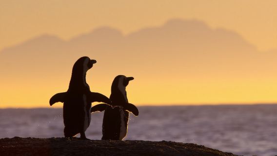 Cape Town, South Africa one-day tour| Cape Lighthouse, Penguin Beach, and Chapman's Peak |Lunch included