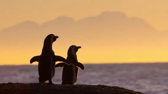 Cape Town, South Africa one-day tour| Cape Lighthouse, Penguin Beach, and Chapman's Peak |Lunch included