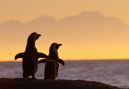 Cape Town 1-day Tour | Cape of Good Hope Lighthouse + Penguin Beach + Chapman's Peak|Lunch included