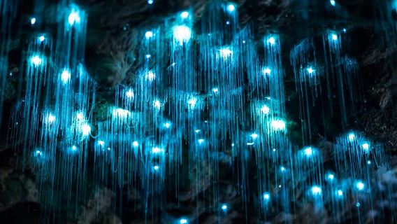 黃金海岸春溪國家公園藍光螢火蟲夜遊【免小費丨中文小團可選】