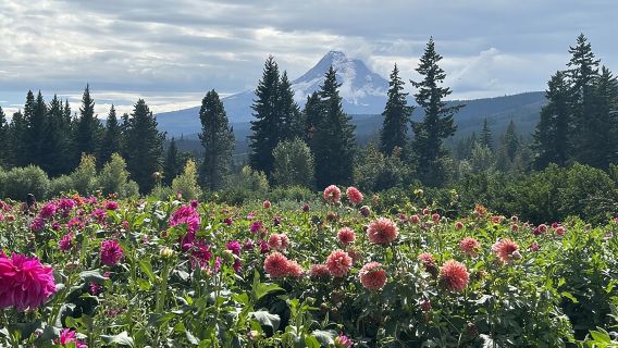 Mt Hood Day Trip from Portland to Multnomah Falls and Hood River