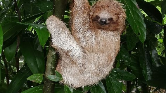 Ленивцы в естественной среде обитания и водопад на реке Блю-Ривер