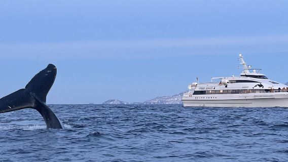 Ngắm cá voi + Động vật hoang dã Bắc Cực + Tour ngắm cảnh vịnh hẹp ở Tromsø, Na Uy