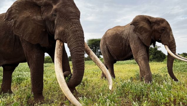 Private Day Tour Amboseli National Park, View Mt. Kilimanjaro 4*4