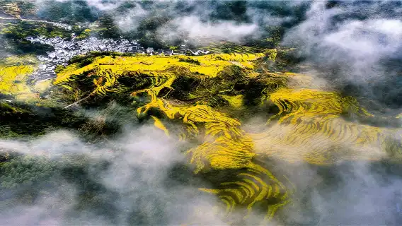 婺源篁嶺一日遊賞梯田花海含索道純玩團小團可選黃山出發