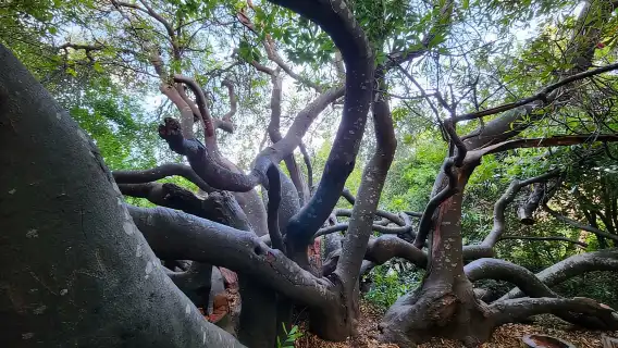 เคปทาวน์: โบคาป, เทเบิลเมาน์เทน และกรูทคอนสแตนเทีย …