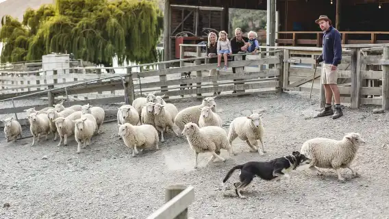 Queenstown: Queenstown Lake Cruise and Walter Peak Farm Tour
