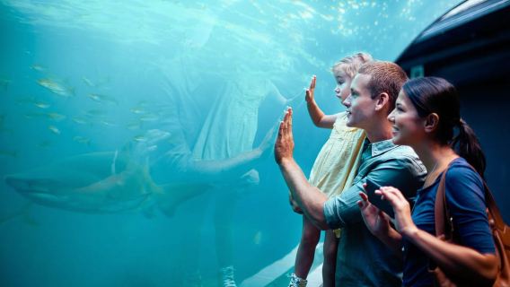 Orlando: Acquario SEA LIFE di Orlando