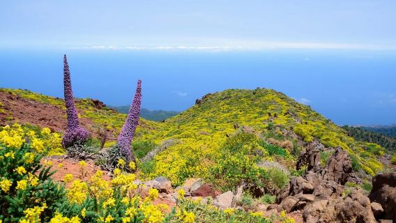 La Palma: Guided Trekking Tour to El Roque de los Muchachos
