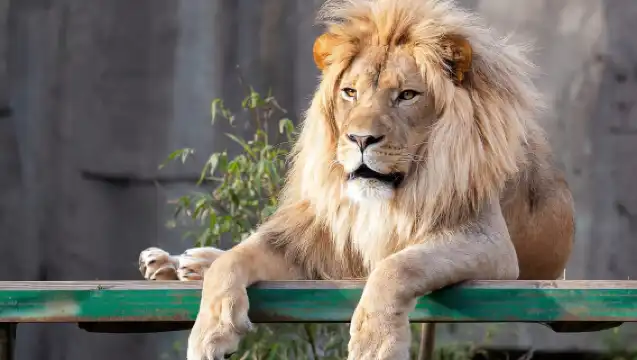 舊金山 CityPASS：在 4 個熱門景點節省 46%